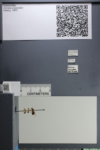 Media type: image;   Entomology 526008